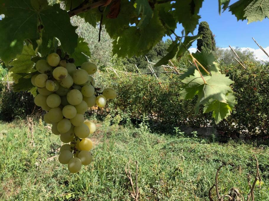 La Vigna Agriturismo Villa Siena Kültér fotó