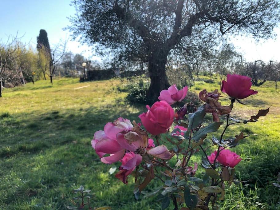 La Vigna Agriturismo Villa Siena Kültér fotó