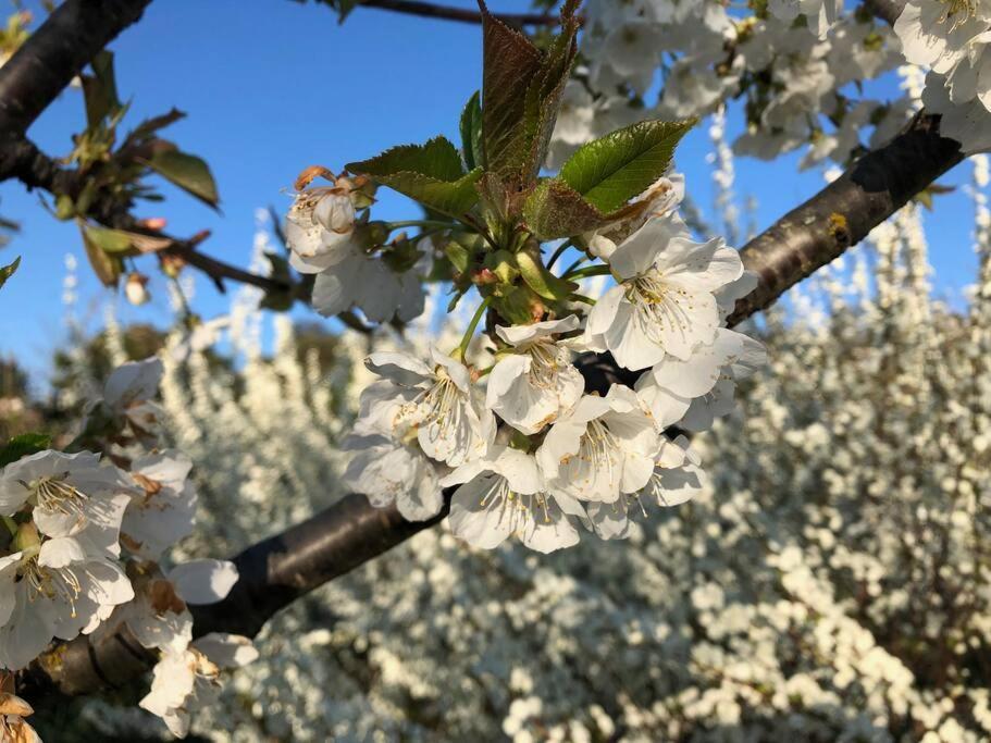 La Vigna Agriturismo Villa Siena Kültér fotó