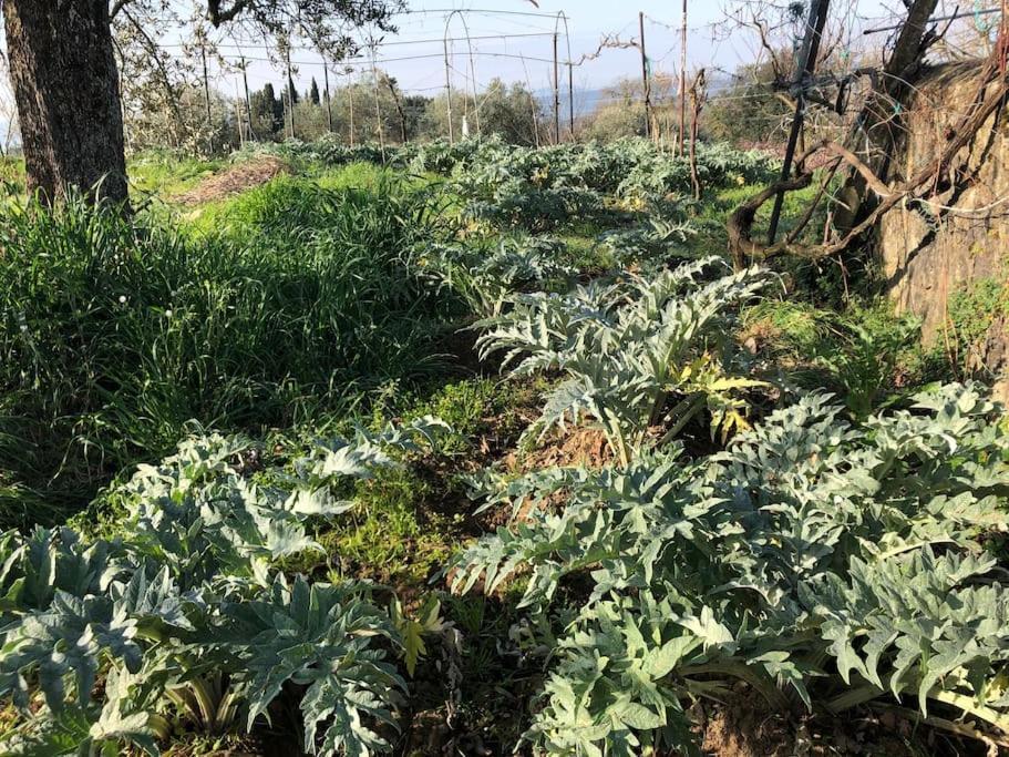 La Vigna Agriturismo Villa Siena Kültér fotó