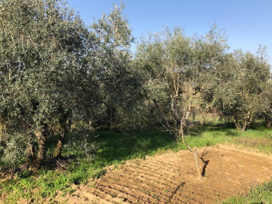 La Vigna Agriturismo Villa Siena Kültér fotó