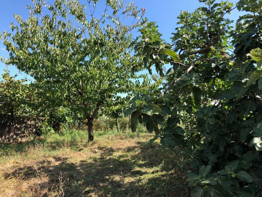 La Vigna Agriturismo Villa Siena Kültér fotó