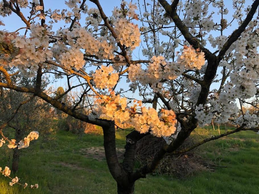 La Vigna Agriturismo Villa Siena Kültér fotó