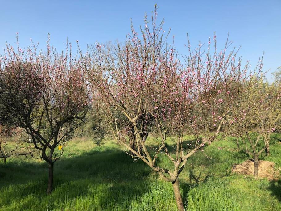 La Vigna Agriturismo Villa Siena Kültér fotó