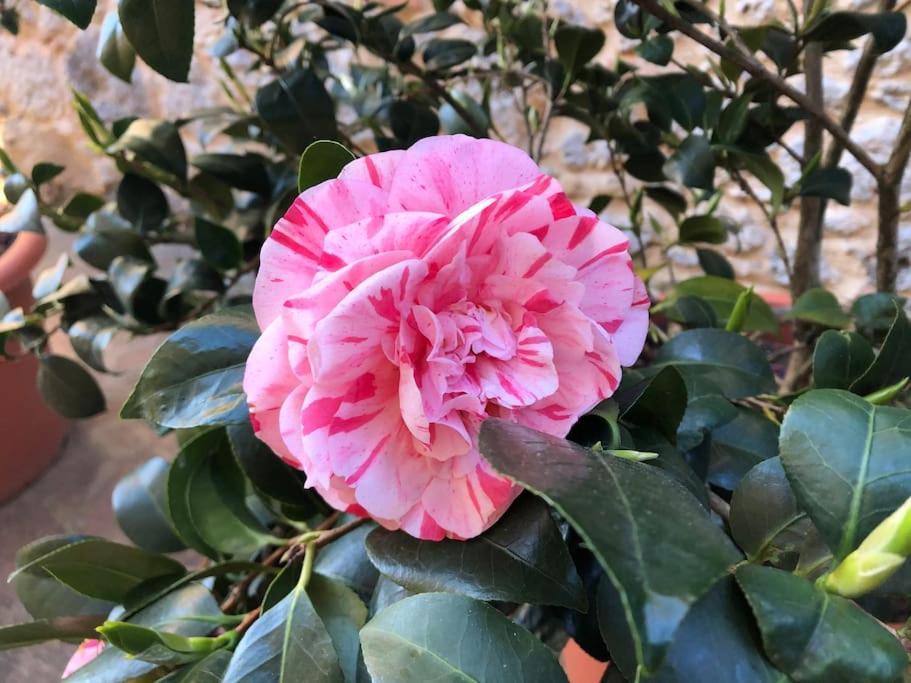 La Vigna Agriturismo Villa Siena Kültér fotó
