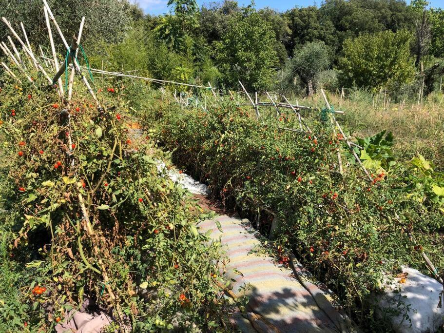 La Vigna Agriturismo Villa Siena Kültér fotó